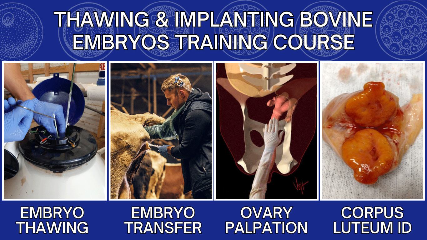 Thawing and Implanting Bovine Embryos Training Course
