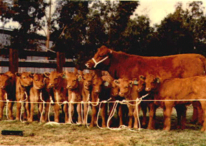 Calves Produced from a Heifer via ET