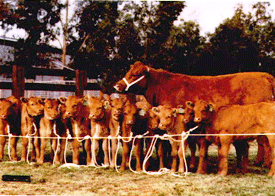 13 Calves Produced from a Heifer via ET Embryo