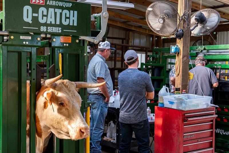 Cattle Chutes at ET School
