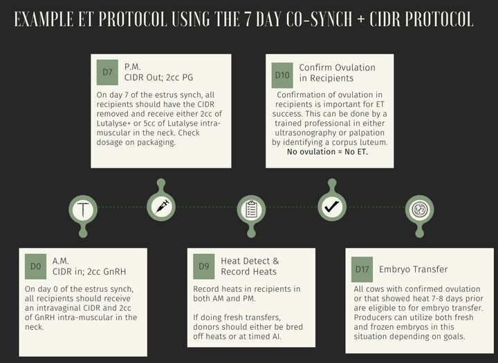 7 Day Estrus Synchronization Protocol