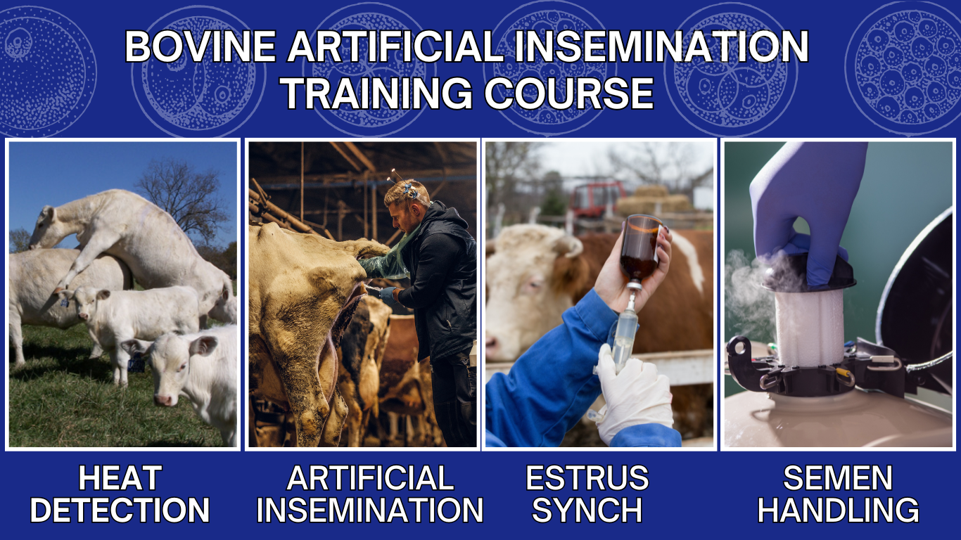Artificial Insemination and Embryo Transfer Course