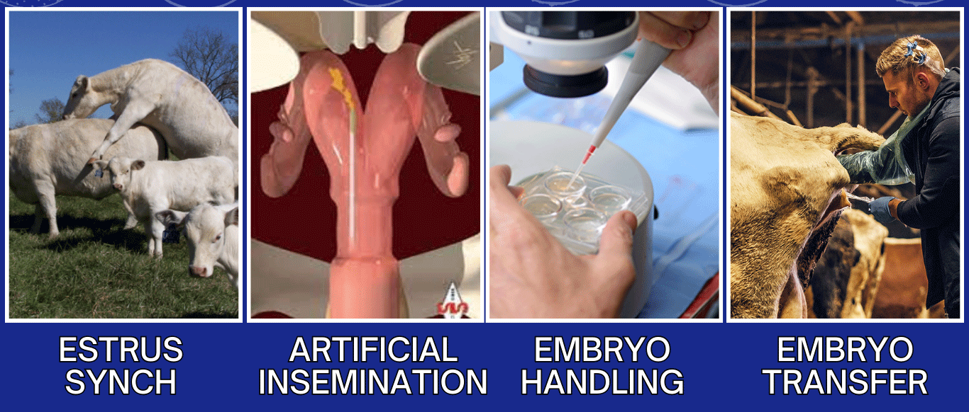 Combined Artificial Insemination and Bovine Embryo Transfer Course