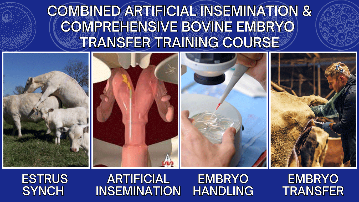 Combined Artificial Insemination and Bovine Embryo Transfer Course