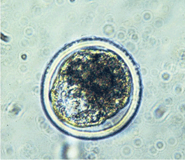 Bovine Blastocyst Bovine Blastocyst