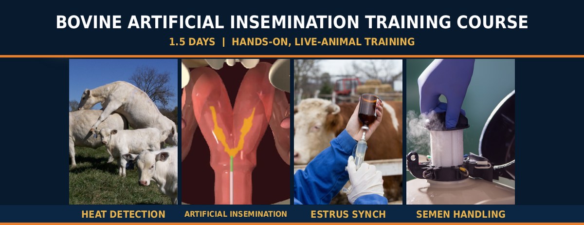 Bovine Artificial Insemination Training Course Bovine Artificial Insemination Training Course - heat detection, artificial insemination, estrus synchronization and semen handling