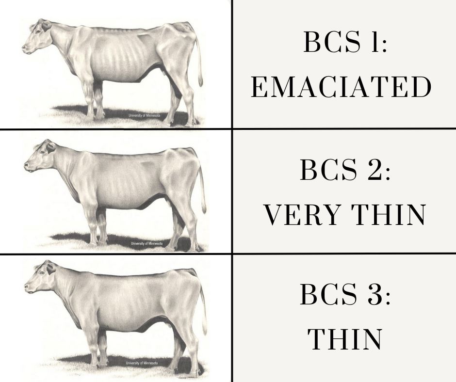 Beef Cattle Body Condition Scoring BCS