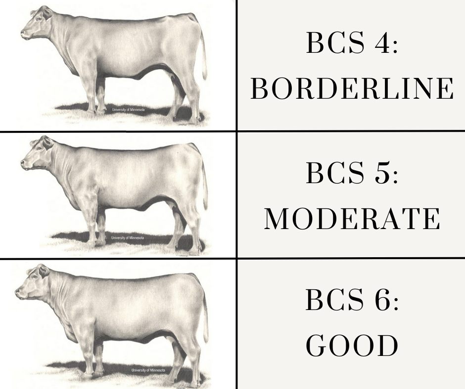 Body Condition Scoring BCS