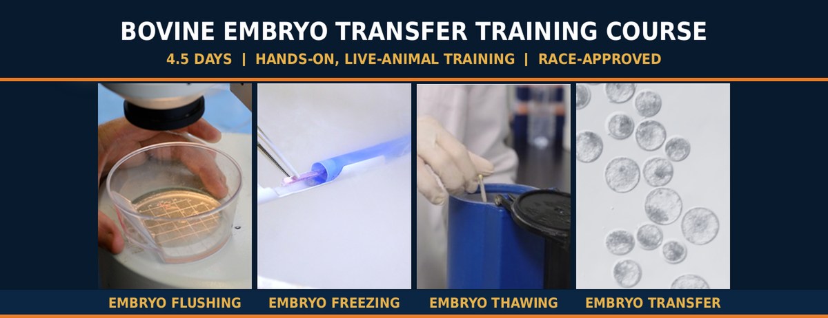 Comprehensive Bovine Embryo Transfer Training Course - embryo flushing, freezing, thawing and transfer