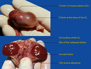 Corpus Luteum (Cl) Corpus Luteum (Cl)