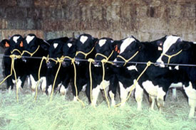 Calves Produced from a Heifer via ET