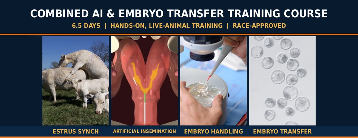 Combined Artificial Insemination & Bovine Embryo Transfer Training Course - estrus synchronization, artificial insemination, embryo handling and transfer