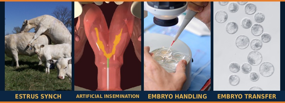 Combined Artificial Insemination & Bovine Embryo Transfer Training Course - estrus synchronization, artificial insemination, embryo handling and transfer