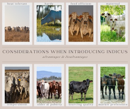 Considerations When Introducing Bos Indicus Considerations When Introducing Bos Indicus