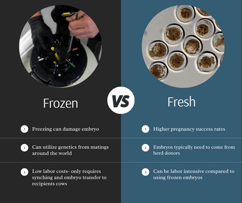 Differences in Fresh Versus Cryopreserved Embryos Differences in Fresh Versus Cryopreserved Embryos