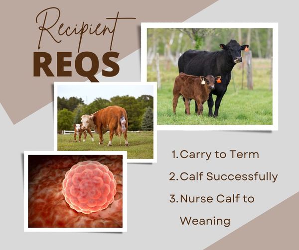 Embryo Recipient Cow Requirements Embryo Recipient Cow Requirements
