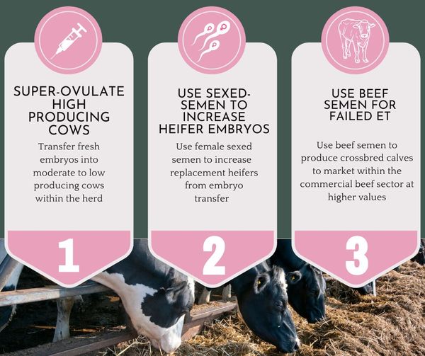 Embryo Transfer In Dairy Cows