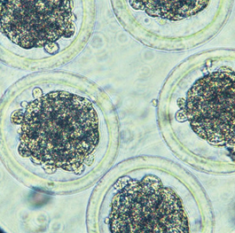 Bovine Embryos