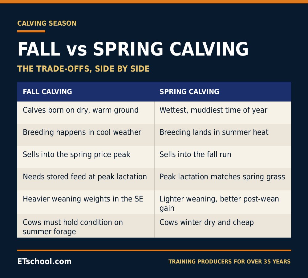 Side-by-side table comparing fall calving and spring calving on weather, forage, breeding heat stress, marketing and weaning weight