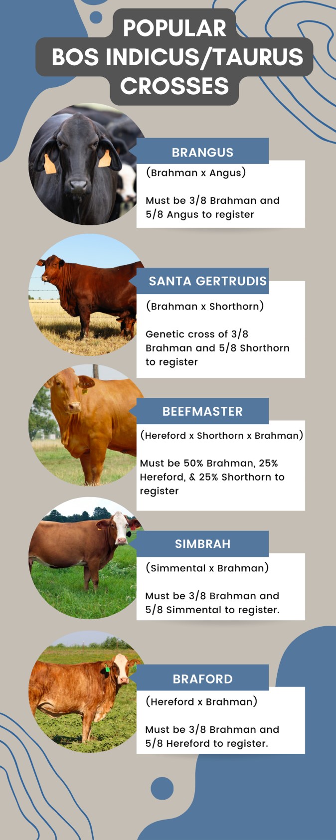 Popular Bos Indicus/Taurus Crosses Popular Bos Indicus/Taurus Crosses