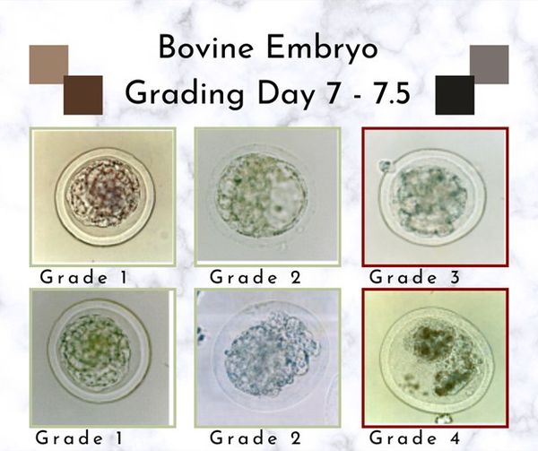 How To Grade Bovine Embryos How To Grade Bovine Embryos