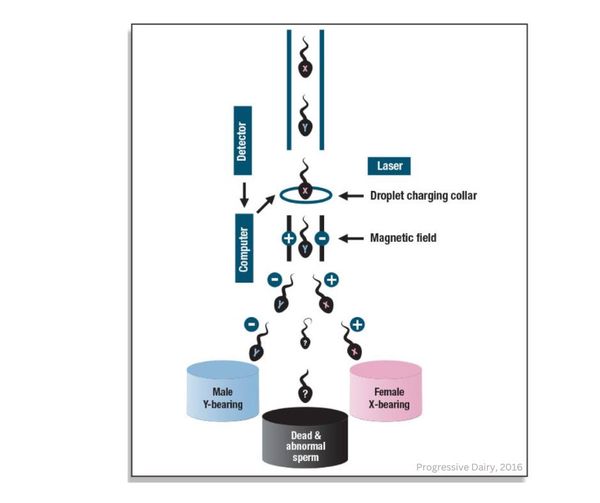 Incorporating Sexed Semen Into Your Breeding Program