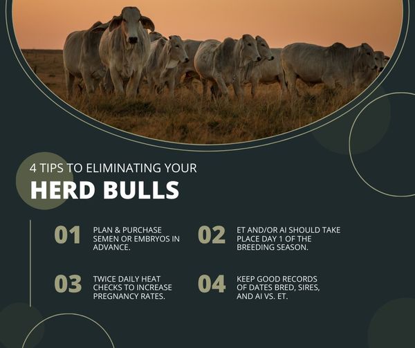Managing a Thriving Cow-Calf Operation Without a Herd Bull Managing a Thriving Cow-Calf Operation Without a Herd Bull