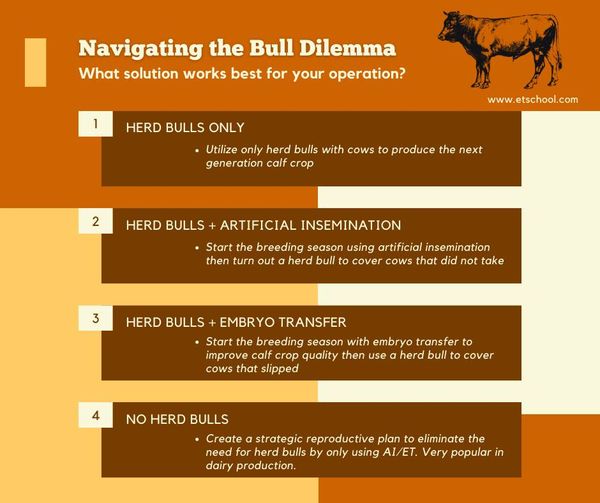 Steps of Bovine In-Vitro Fertilization IVF