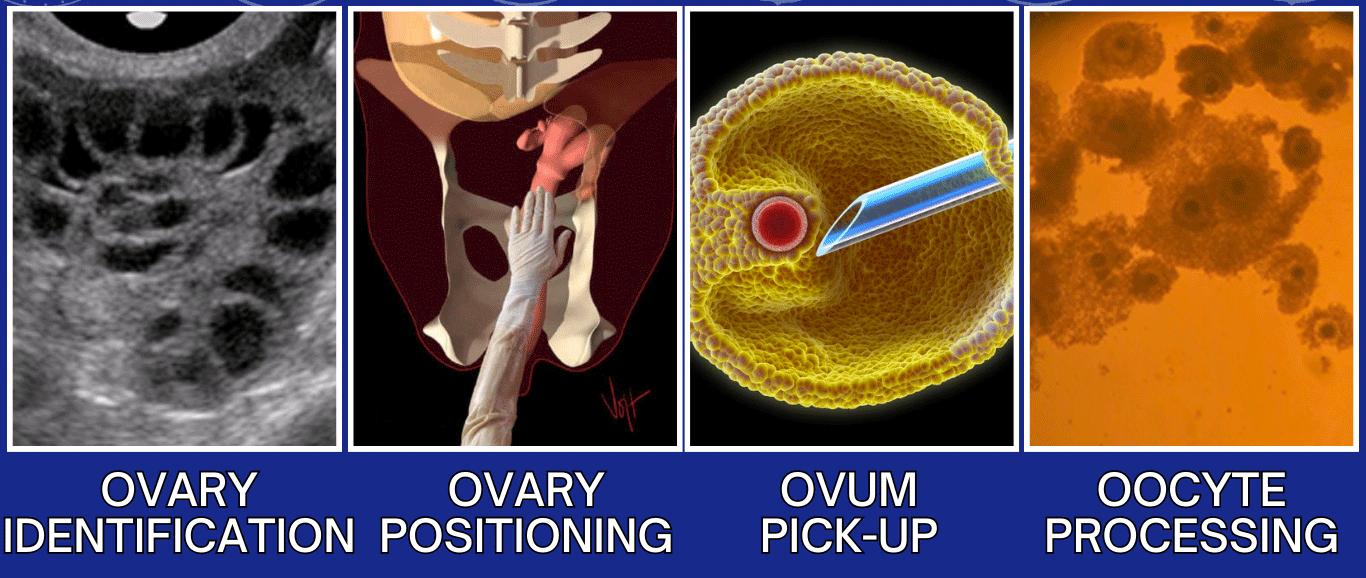 Bovine Ovum Pick-Up Training Course