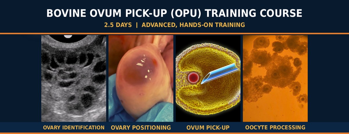 Bovine Ovum Pick-Up (OPU) Training Course - ovary identification, ovary positioning, ovum pick-up and oocyte processing