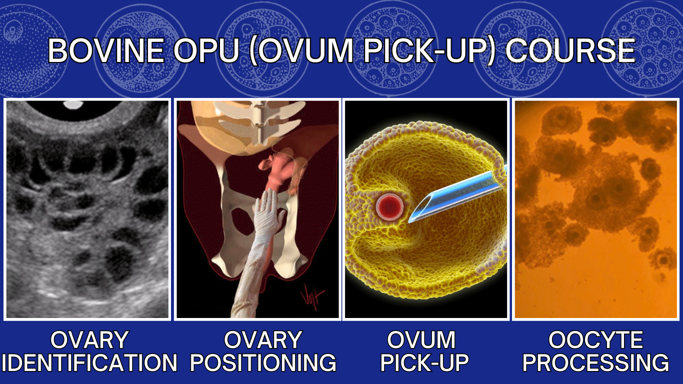 Bovine Ovum Pick-Up Training Course Bovine Ovum Pick-Up Training Course