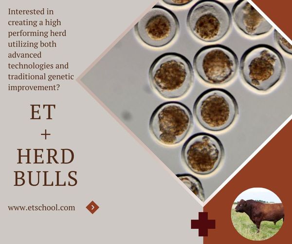 The Synergy of Embryo Transfer and Herd Bulls in Cattle Breeding The Synergy of Embryo Transfer and Herd Bulls in Cattle Breeding