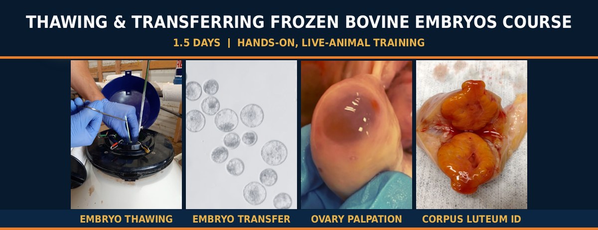 Thawing & Transferring Frozen Bovine Embryos Training Course - embryo thawing, embryo transfer, ovary palpation and corpus luteum identification