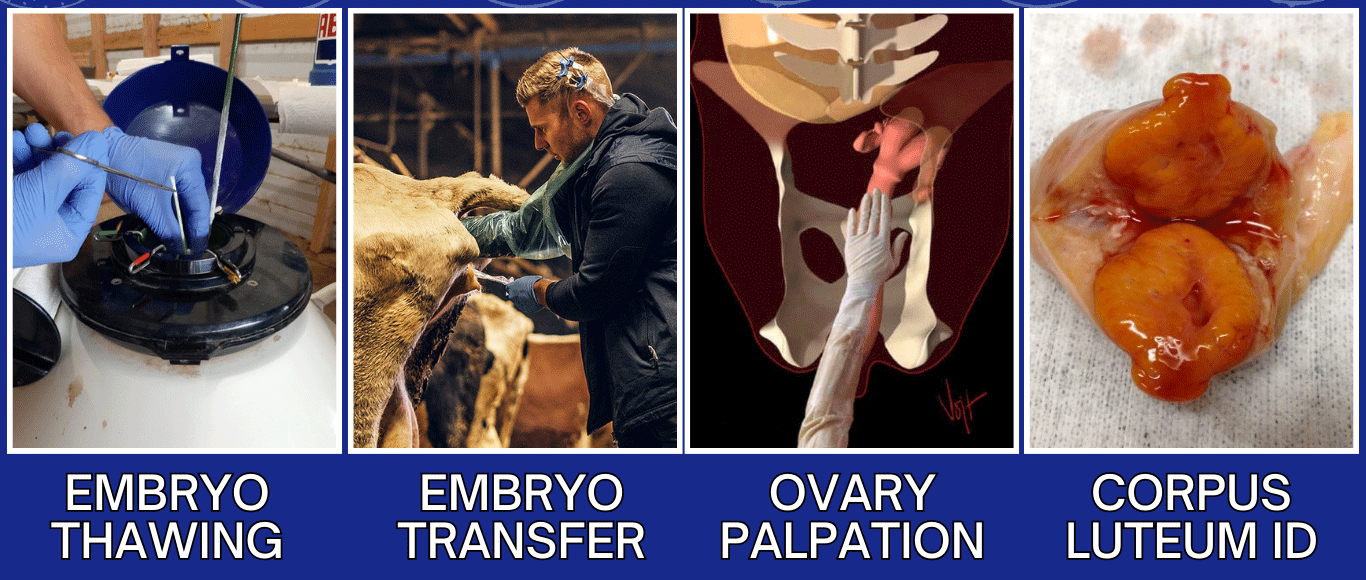 Thawing and Implanting Bovine Embryos Training Course