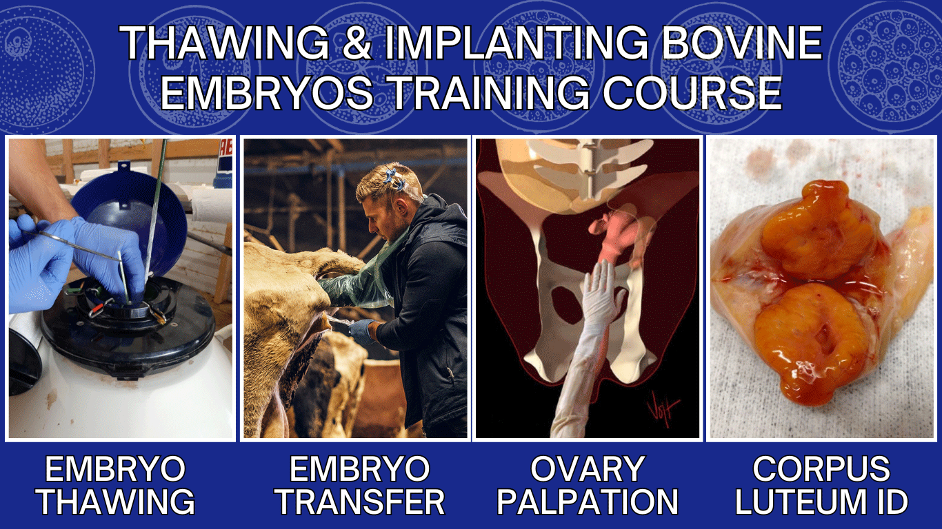 Thawing and Implanting Bovine Embryos Training Course Thawing and Implanting Bovine Embryos Training Course