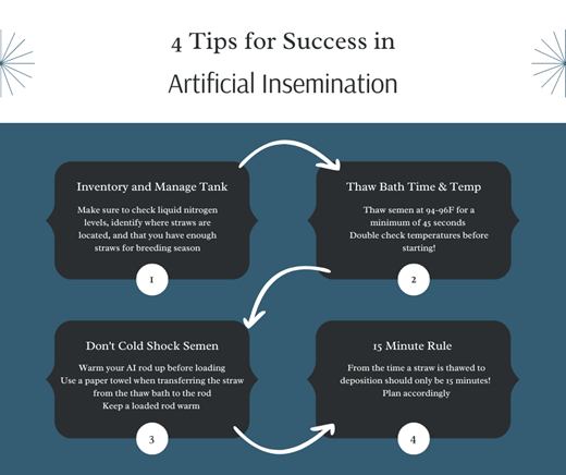 Tips for Sucessful Bovine Artificial Insemination Tips for Sucessful Bovine Artificial Insemination