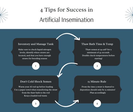 Tips for Sucessful Bovine Artificial Insemination