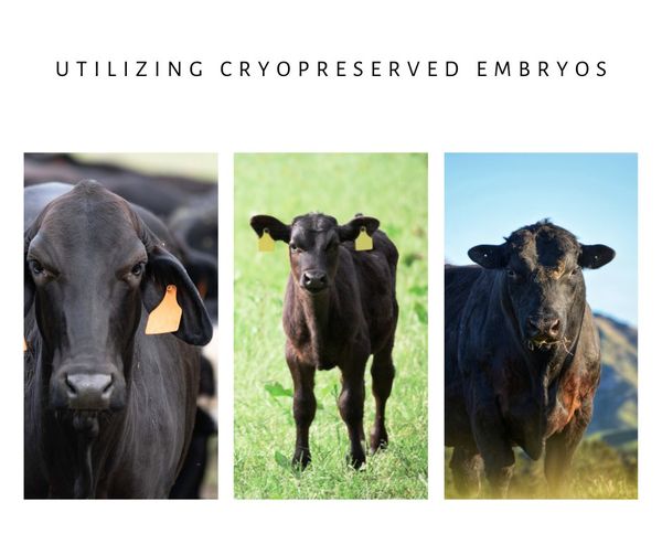 Utilizing Cryopreserved Embryos Utilizing Cryopreserved Embryos