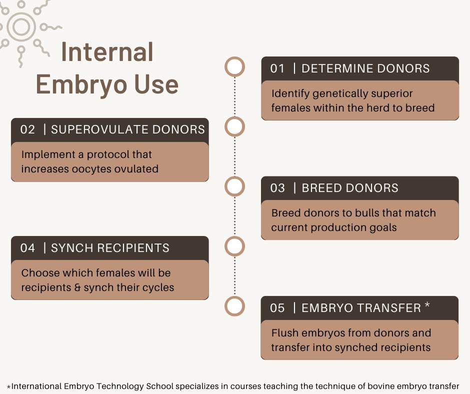 Super-Ovulating and Breeding Donor Females Within the Herd and Transferring Their Embryos to Recipient Females Within the Herd