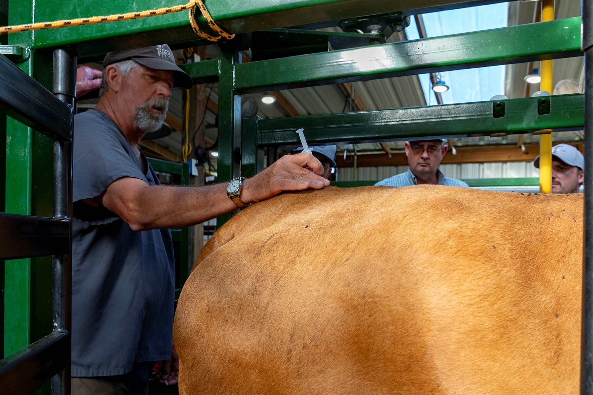 Blocking a Cow for Embryo Transfer