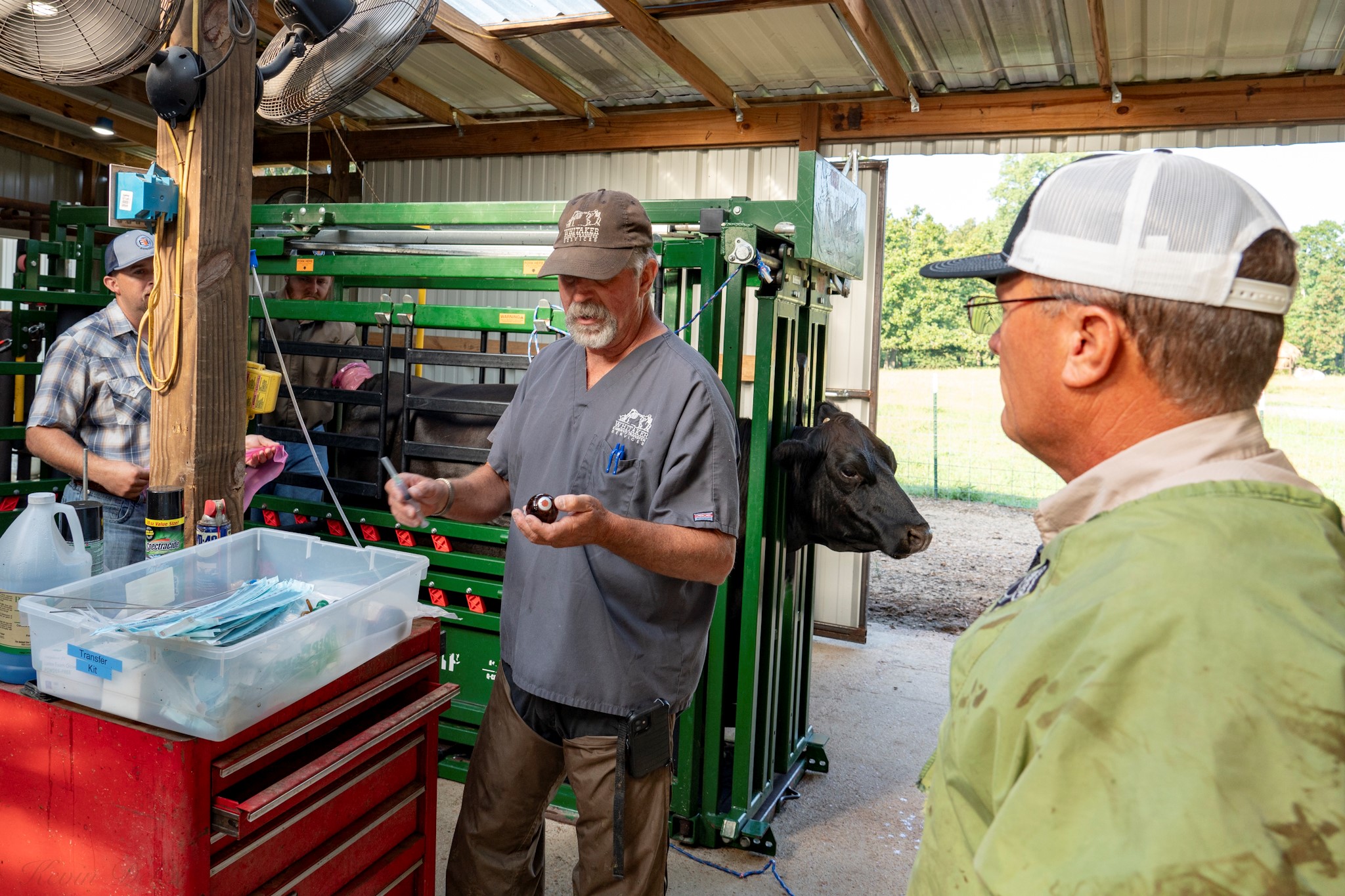 Practicing Embryo Transfer at the Chutes