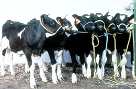 Calves Produced from a Heifer via ET Clones