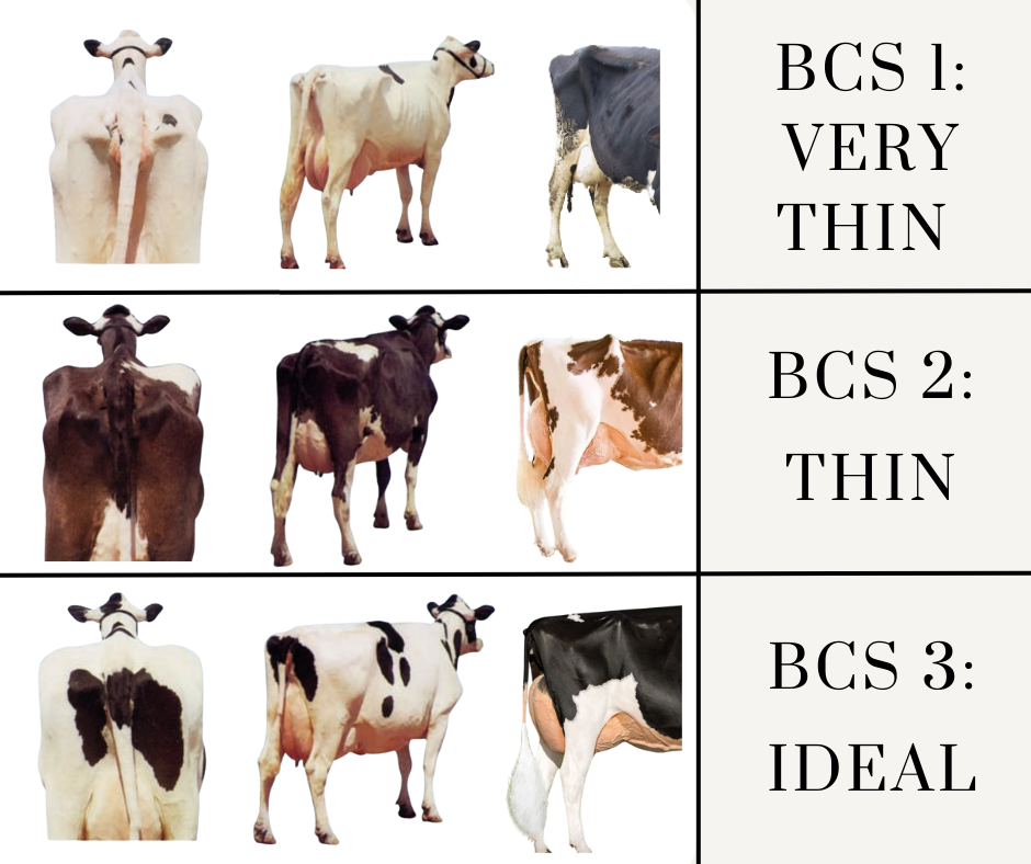 Dairy Cattle Body Condition Scoring BCS Dairy Cattle Body Condition Scoring BCS