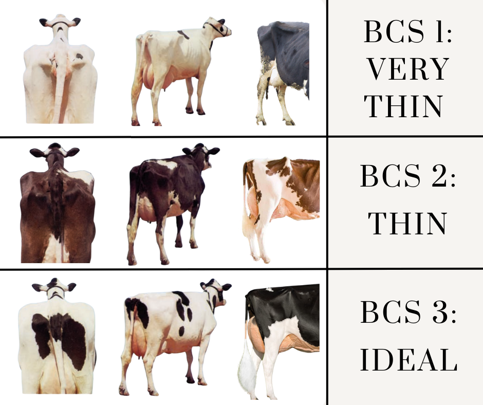 Dairy Cattle Body Condition Scoring BCS