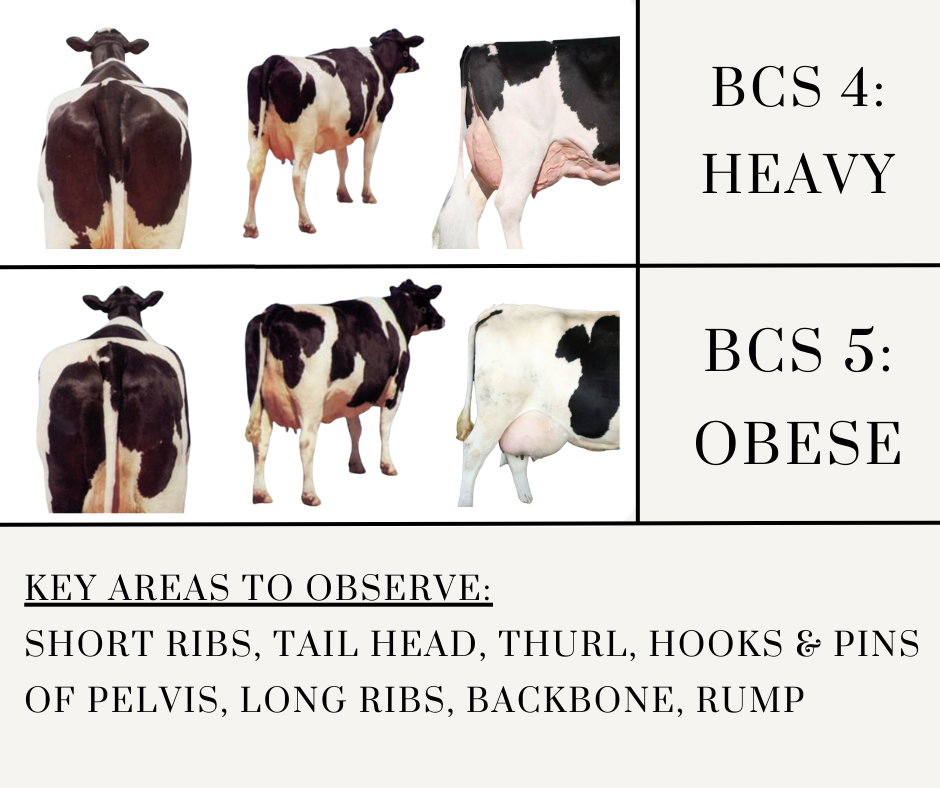 Dairy Cattle Body Condition Scoring BCS Dairy Cattle Body Condition Scoring BCS