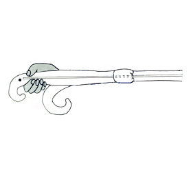 Diagram of Uterine Horn Diagram of Uterine Horn
