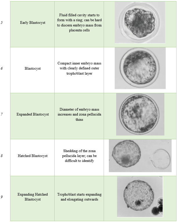 stages of embryo development