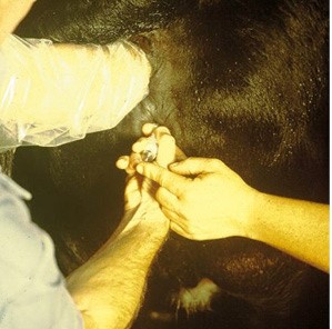 Implanting Bovine Embryo Implanting Bovine Embryo