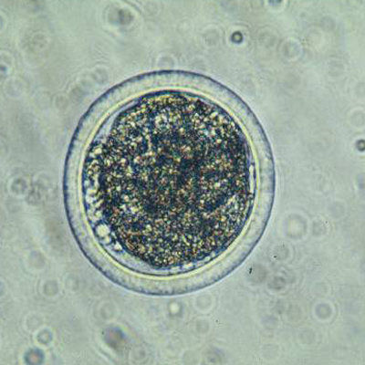 Bovine Blastocyst