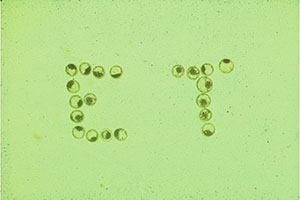Bovine Embryos Lined up to Spell ET Bovine Embryos Lined up to Spell ET